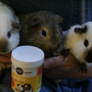 可愛い耳垂れモルモットいます！とバンコク、サムットプラカーン県ぶらぶら日記。ソンクラーンとチャガシラカモメ、その7。と5月の早じまいとお休み。