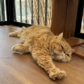 カフェちゃん、またね～
