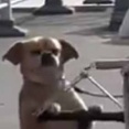 イヌの隣で飼い主がリアカーをこぎ出す。準備ＯＫだワン！ → 犬はこうします…