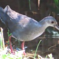 ヒクイナの幼鳥が２羽なったⅡ🐦‍⬛🐦‍⬛📸（多々良沼公園）