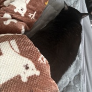 【猫写真】布団の横から顔を出すアヤちゃん