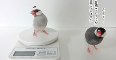 ぼくの体重、当ててみなよ