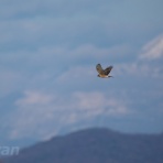 UYANのフィールドノート