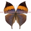 コノハチョウ♂ (タイ) Kallima inachus siamensis
