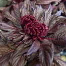 ケイトウ「ドラキュラ」と入荷の花