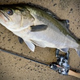 『ごん太川鱸登場 ~良い子はマネしちゃいけません~』の画像