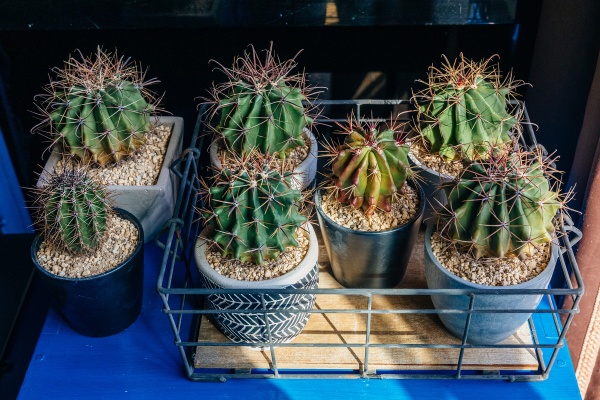 BOTANICAL JOURNAL - サボテン