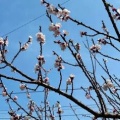 梅過ぎて 桜はまだと 迷うころ 満開のアンズ いま盛りなり