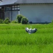今日の野鳥 スズメ・アオサギ