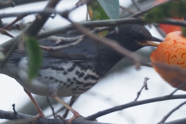富士鷹なすびのブログ