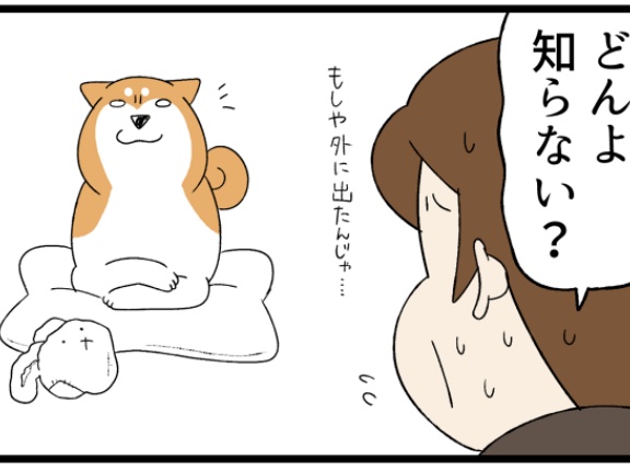 イリュージョンのようにどこからでも現れる猫