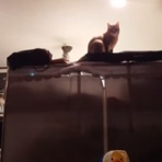 我が家の猫にゃんず
