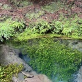 ミヤマキリシマを見に山登りしてきました
