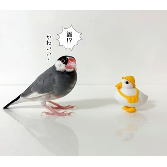もっちりアヒルDAYS