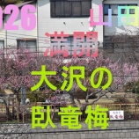 『ほぼ満開の臥竜梅！』の画像