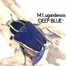 GOKUSAISHIKI - ウガンデンシスオオツノカナブン(M,T,ugandensis)