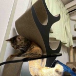 ねこかます