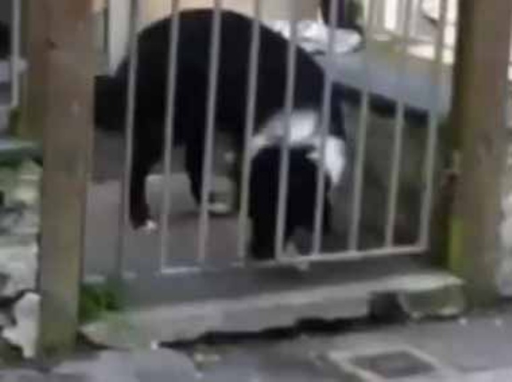 イヌが柵の間から通りにボールを転がす。誰かお願いします♪ → 犬はこうやって遊びます…