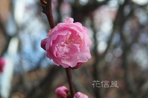 花信風 季節からのたより 梅
