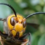 スズメバチは「黒だけ攻撃する」は誤解。プロに聞く正しい対策 	