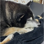 柴犬アトム🌈・黒柴アラレの日々是好日