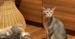 プチいざこざ兄弟