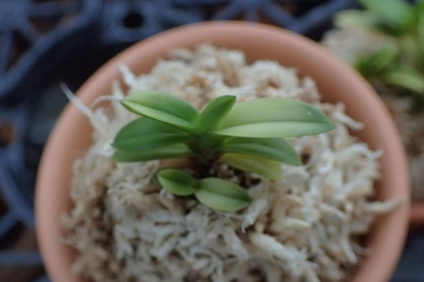 芳香風蘭無限彩Ⅲ - 富貴蘭