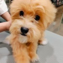 トリミングブログ✂️