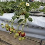 馴れていない成猫の幸せへの道