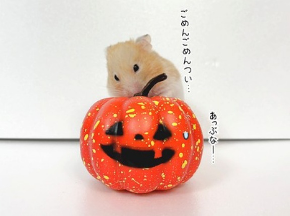 今日のプリン(10/31追記)