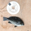 風が強い日は、漁港内で小物釣り。-淡路島炬口漁港　2025年10月21日（火）-