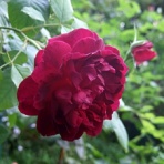 ぼくらはみんな生きている