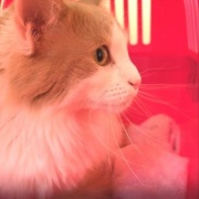 ケイとメルシーの体重測定