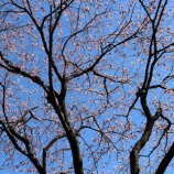 『安行で椿寒桜と安行寒桜が満開』の画像