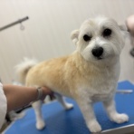 ペットショップワンラブ イオン石狩緑苑台店のスタッフブログ～在籍の子犬子猫やトリミングの情報を公開！新入荷商品の情報も要チェックですよ(^^♪