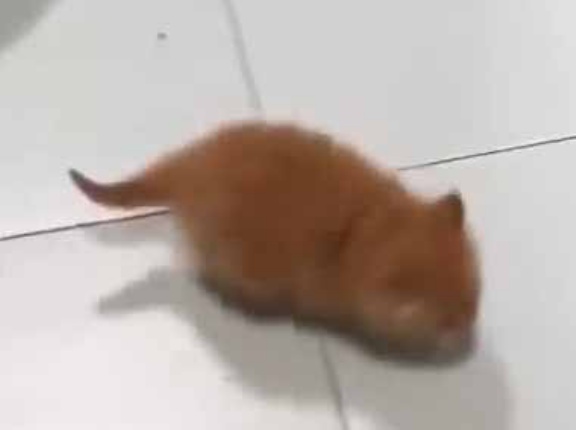 私は子ネコを飼っている → 毎日がカオスです…