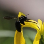 治水緑地の野鳥日記
