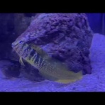猫吉の海水魚日記