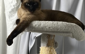 【朗報】ついに猫がワイのベッドで寝てくれる