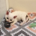 家族で外食に行ったら、久々に従姉に会えて興奮した息子が行儀の悪いことをしていたので「調子に乗りすぎ！」と叱った。父「もっとのびのび育てなさい」私の威厳を潰すつもり？