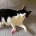 ◎日曜にゃんこ541◎