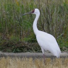 『投稿「5年ぶりの珍鳥・迷鳥アネハヅル他★その2」【追記】2026/03/07』の画像