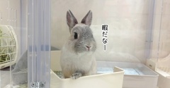 うさぎのルリ(7/17追記)
