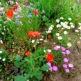 お気に入りの花壇の一部分〜(*￣∇￣*)ｴﾍﾍ