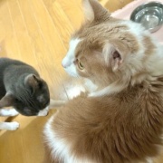 地震の翌日の猫たちの様子