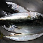 新潟東港周辺デイアジング専科