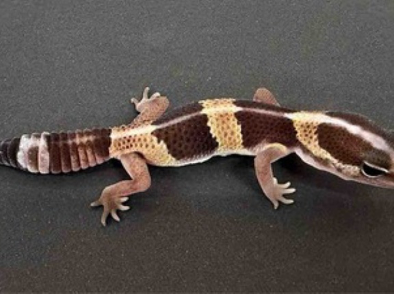 ニシアフ新着！ワイルドF1+α