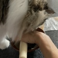 いつになく積極的なテンちゃん