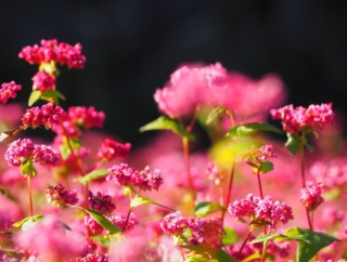 可憐な蕎麦の花盛り！「赤い蕎麦の花」と「白い蕎麦の花」（諫早市小長井町・高来町）