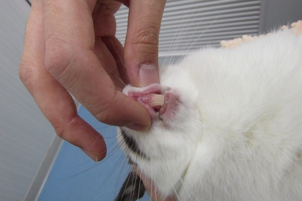 うさぎのきた道 角膜潰瘍
